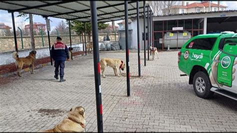 Afyonkarahisarda köpek dövüştüren 30 kişi drone destekli operasyonla yakalandı